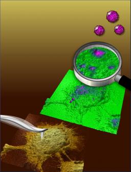 Détecter sans marquage des nanoparticules polymériques de PLA de moins de 200 nm dans des cellules